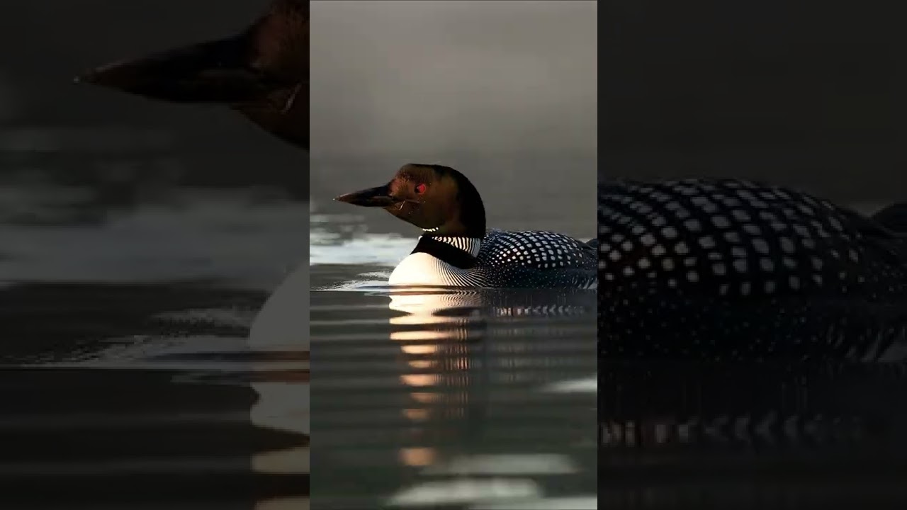 Common loons call 
