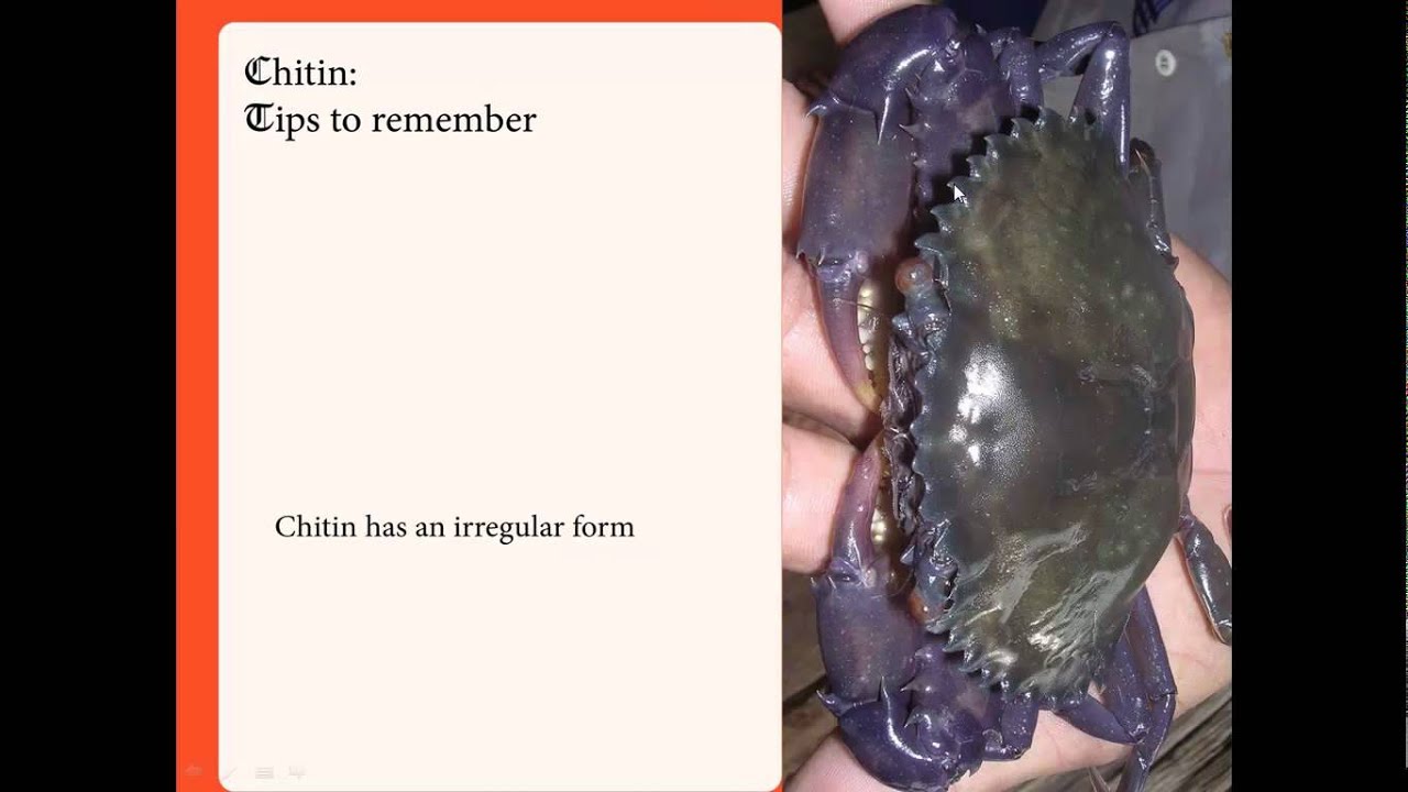 Chitin_Chaffee_Daniel_Spring2012