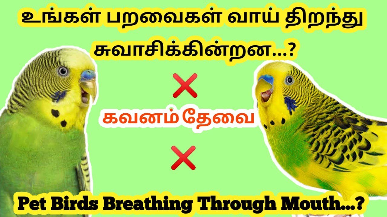 Why Birds Open Mouth And breath . . .? || Treatment For Birds Respiratory Problems