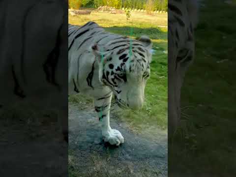Majestic White Tiger