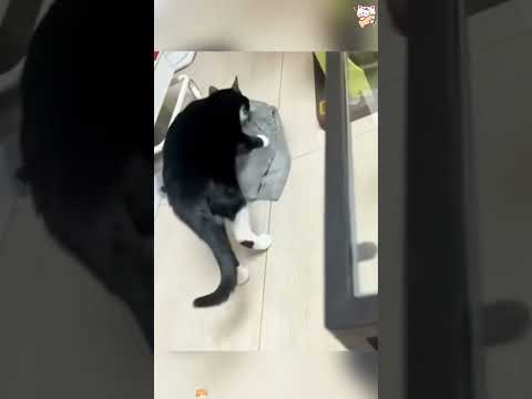 Helpful cat  #helpful #cat #cats #fyp #foryou #funnycat #meow #cute #foryoupage #funnyvideos  #😂