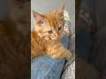 Fanta ginger kitty daily life #cat #catlife #orangecat #cutecat #dailycat y