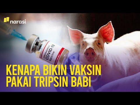 Memahami Fungsi Tripsin Babi dalam Pembuatan Vaksin | Narasi Newsroom