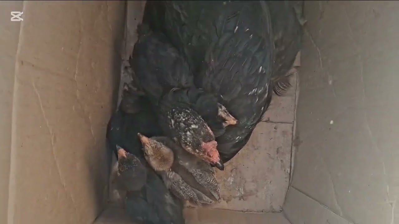 29.06.25Сарыағаш.Жібек жолы құс базарыТауықтар,курке тауықтар,қаздар,индоуткалар,уйректер,қырғаулдар