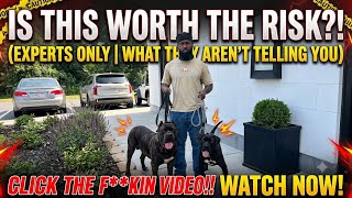 Vlog #329 TAKING CARE OF A PREGNANT ILLEGAL BANDOG!!