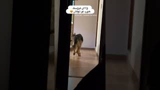 Best puppy trained Melhor filhote treinado Mejor cachorro entrenada شیلا تیدا خانم سگ باهوش ایرانی