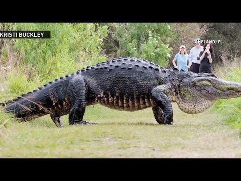 Massive alligator spotted in Central Florida
