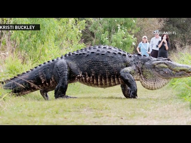 Massive alligator spotted in Central Florida 