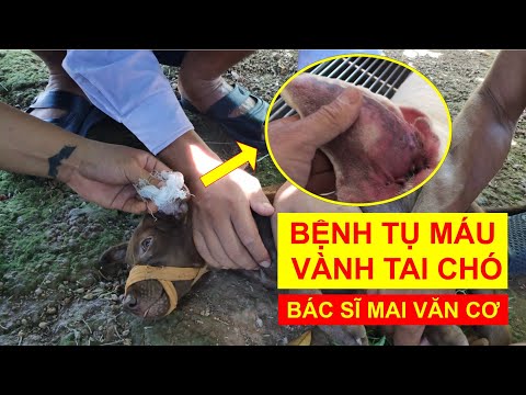 Bệnh tụ máu vành tai ở chó, phẫu thuật điều trị | Bác sĩ Mai Văn Cơ | Khái quát các kiến thức liên quan đến chó bị sưng tai chi tiết nhất