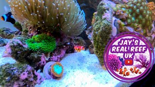 New Fish Day - Flame Scooter Blenny from Nessie's Lair Online 🔥 by Jay's Real Reef UK 3,621 views 2 years ago 11 minutes, 9 seconds