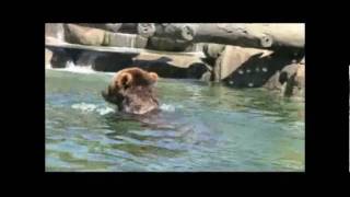 Polar Frontier at the Columbus Zoo
