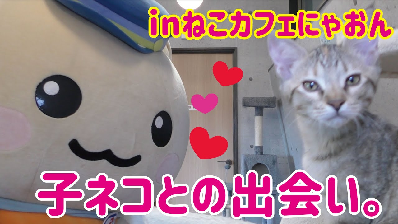 ねこカフェ かわいすぎる子ネコと遊んでみた Youtube ねこカフェ かわいすぎる子ネコと遊んでみた Youtube