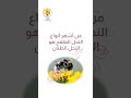 هل ينتج النحل الطنان العسل 