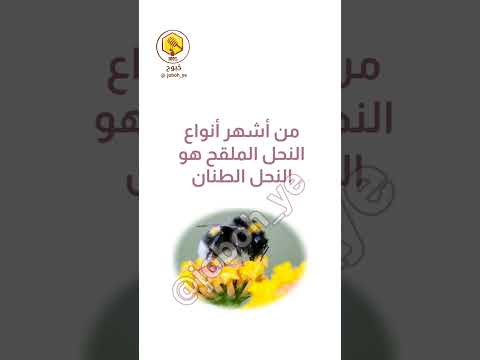هل ينتج النحل الطنان العسل 