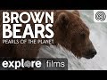 Brown Bears of Katmai Alaska | Pearls of the Planet