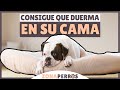 Enseña a tu perro a DORMIR EN SU CAMA