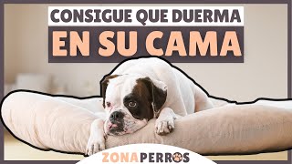 Enseña a tu perro a DORMIR EN SU CAMA