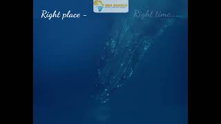 Huge whales- up close in the wild