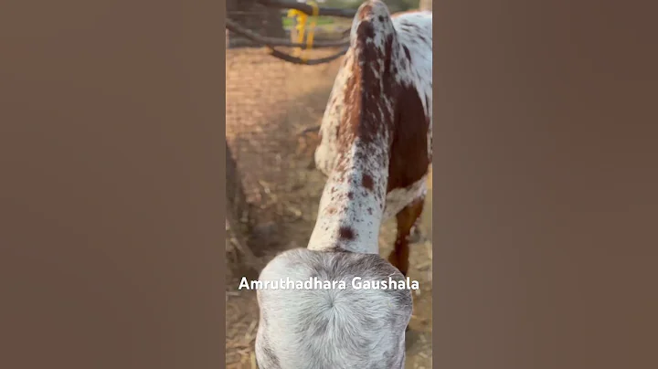 Revatino 2. One of the best specimen I have produced through my cattle breeding.