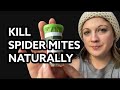 KILL SPIDER MITES without using chemicals: Beneficial Mite Unboxing and Tutorial