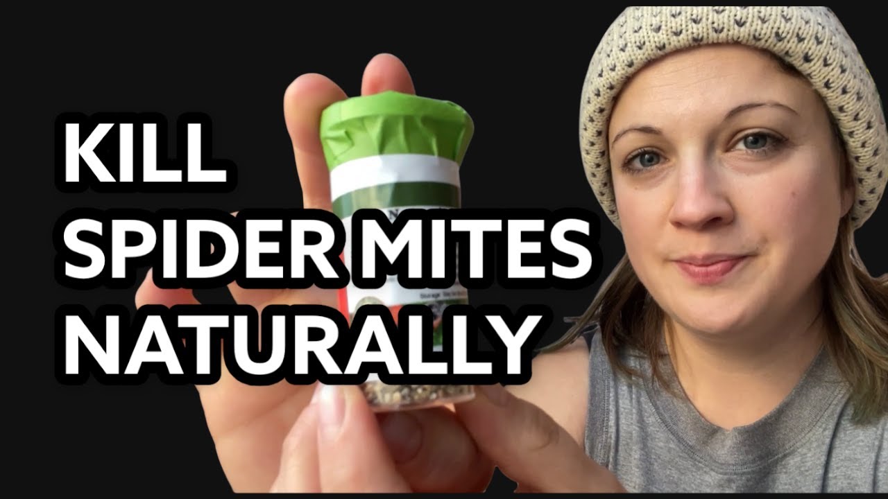 KILL SPIDER MITES without using chemicals Beneficial Mite Unboxing and Tutorial YouTube