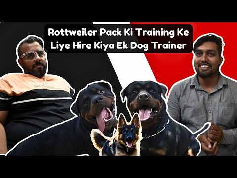 Rottweiler Pack Training Begins! Professional Dog Trainer Hired to Boost Their Skills 🐾