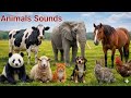 20 Cute Animal Sounds🦓🐘🐰🐎 🐱🐮🐑 | Cat, Cow, Elephant, Lion, Dog, & Sheep Sounds for Kids