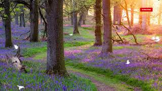 Beautiful Relaxing For Stress Relief • Meditation , Sleep , Ambient Study 