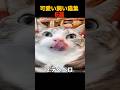 可愛い飼い猫集6選　#shorts #funny #面白い #cat #猫 #動物 #animals #ランキング #解説