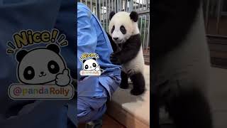 Pawing for Attention #panda #giantpanda