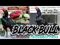 Sejarah Ayam Blackbull ( Banteng Hitam) Penakluk Pama