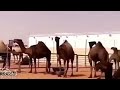 لطامات 2018 منقية بن دغيثر خيل الصفرا ليا كبرت القاله اداء العذب 