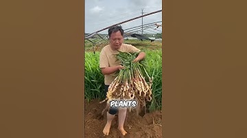 🌿 The Secret Method of Ginger Cultivation in China! 🇨🇳✨