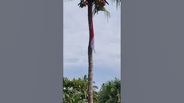 Rasa Nasionalisme petani indonesia Batang kelapa jadi tiang bendera, #hutri77