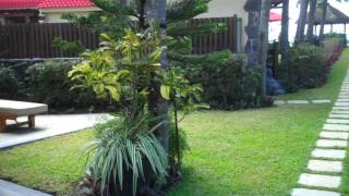 The Little Dodo 092016