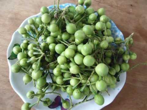 Manfaat rimbang,takokak,atau pokak - YouTube