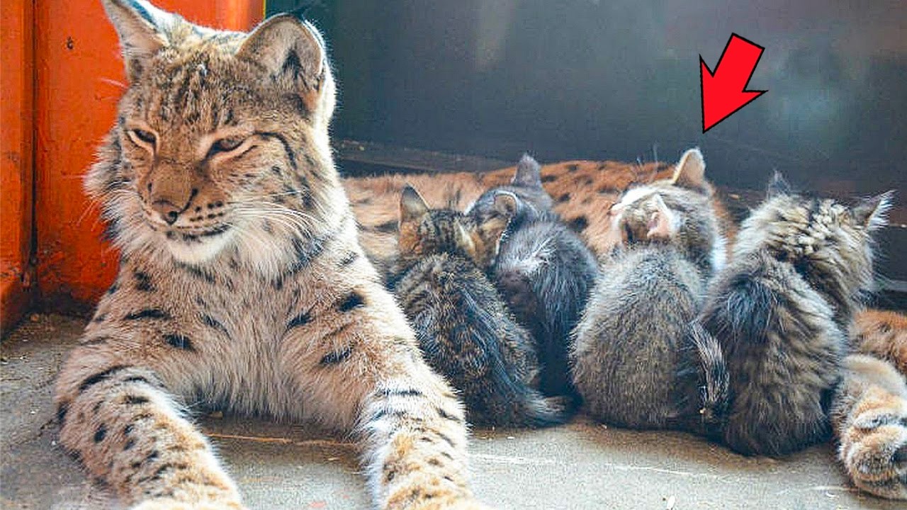 In an attempt to save a dying kitten, staff placed a cardboard box