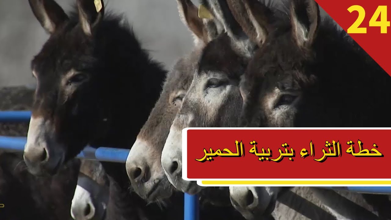 مزرعة الصين - الحلقة 24 خطة الثراء بتربية الحمير