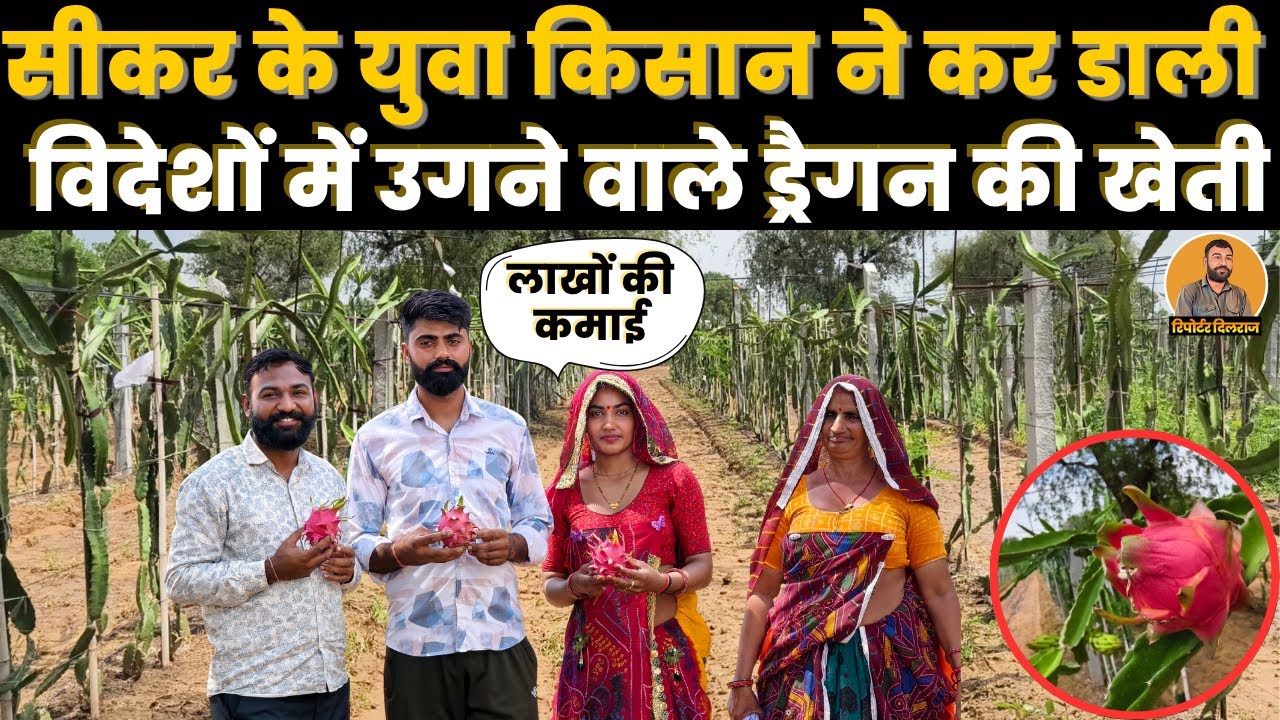 सीकर के गांव के युवा किसान ने अपने खेत में कर डाली विदेशों में होने वाले ड्रैगन फ्रूट की खेती, देखें