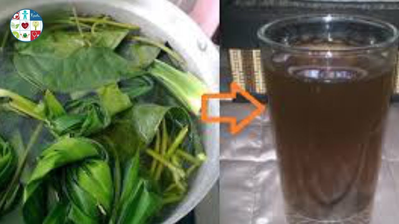 8 MANFAAT REBUSAN DAUN SIRIH BILA DIMINUM ll Channel Kesehatan 