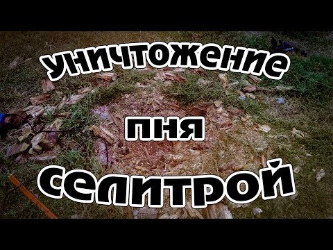 Уничтожение пня аммиачной селитрой