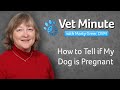 How to Tell if My Dog is Pregnant