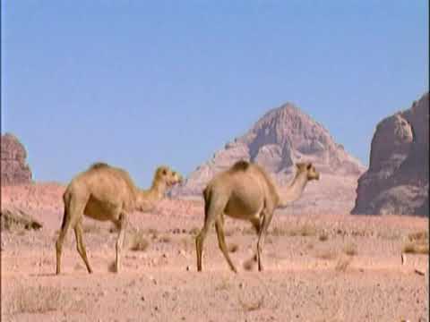 \"იოსების მიყვანა ეგვიპტეში\" გადაცემა: ბიბლია ბავშვებისთვის და არა მარტო მათთვის