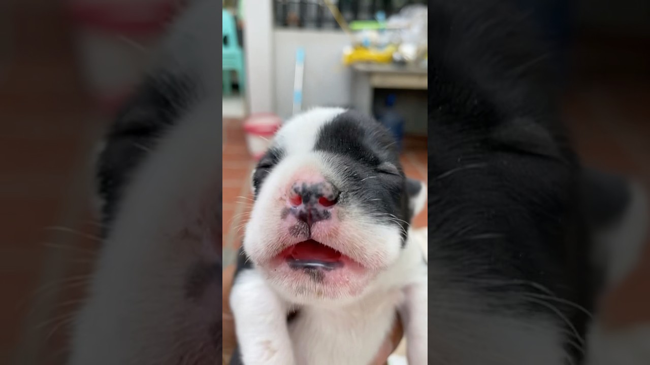 Cute puppy 🐶 dog howling 