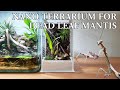 Nano Terrarium for Dead Leaf Mantis (Time Lapse Build, Feeding & more..)