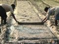 VST Shakti Rice Transplanter Nursery Preperation