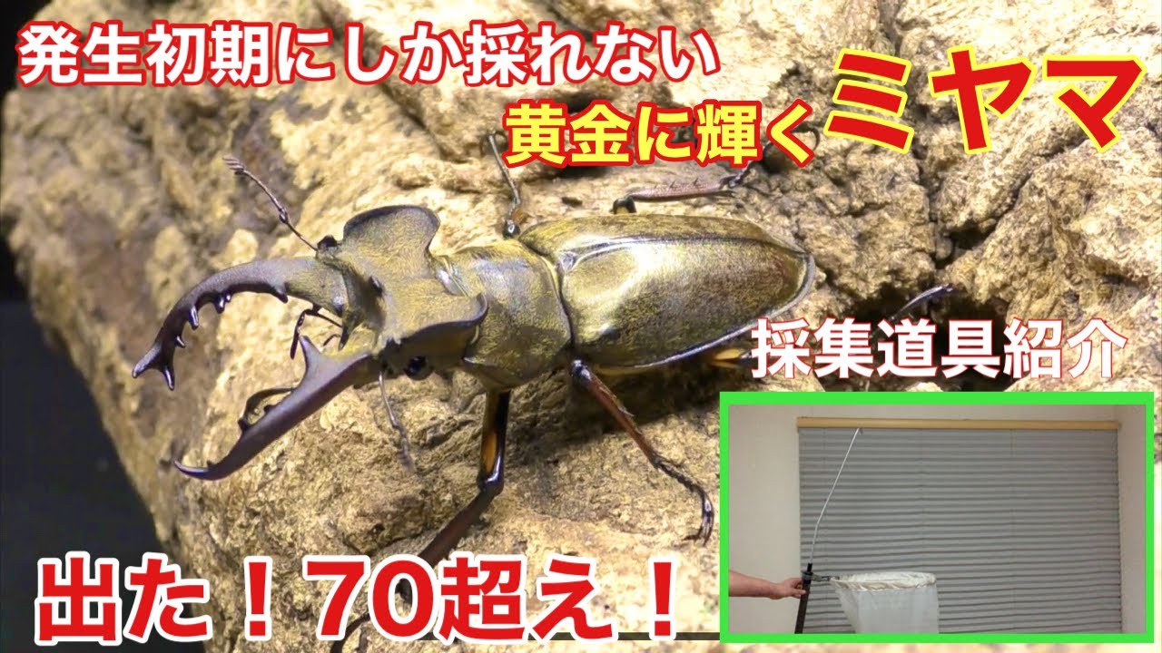 大型】黄金に輝く70オーバーのミヤマクワガタを捕獲【樹液採集