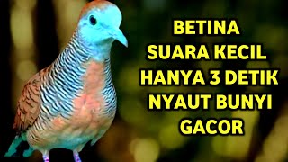 Perkutut Betina Memanggil Jantan Suara PALING BERHASIL Memancing Perkutut Jantan Langsung Manggung