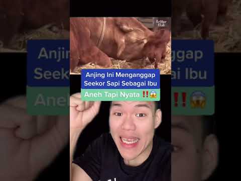 Video: Apakah anjing saya mengira saya ibunya?