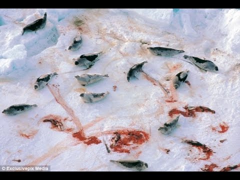 Canadian Seal Hunt Footage